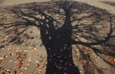Shadow of dead treeの写真素材