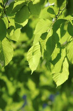 Fresh greenの写真素材