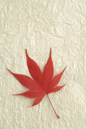 Autumn leavesの写真素材