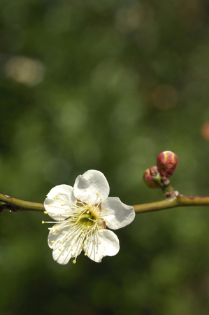 White plumの写真素材