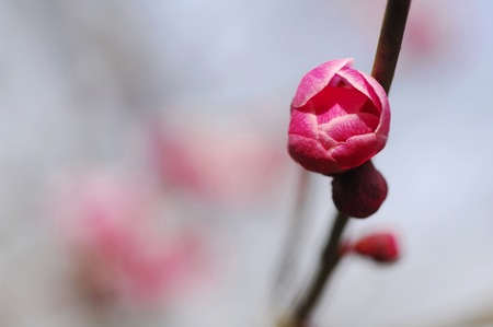 Red Plumの写真素材