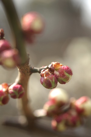 Bud of plumの写真素材