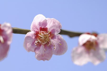 Plum blossomの写真素材