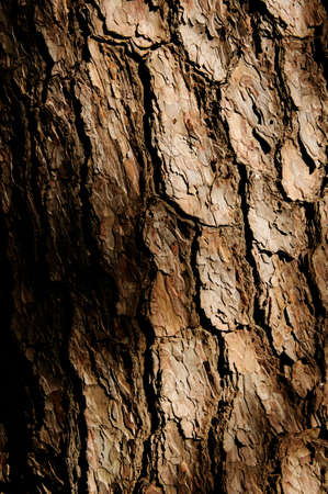 Wood surface