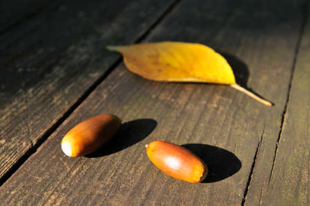 Acorns and leaves