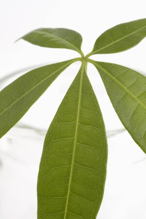 Foliage plantsの写真素材