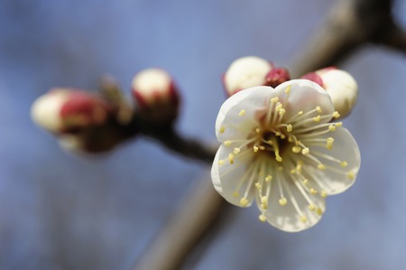 Plum blossomの写真素材