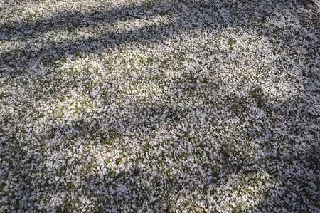 Cherry Blossomの写真素材