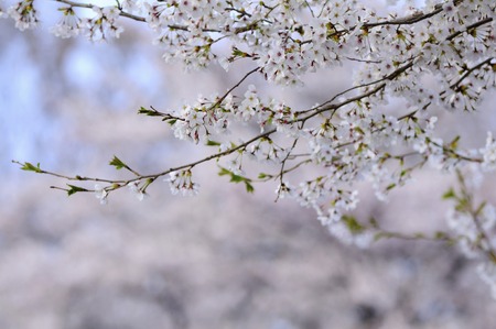 Cherryの写真素材