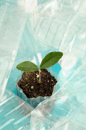 New shootsの写真素材