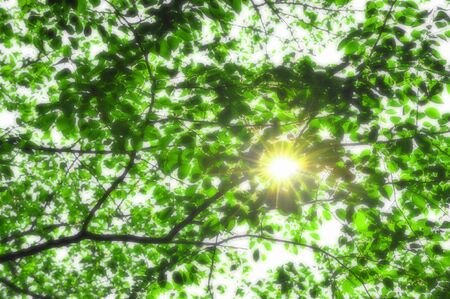 Sunbeamsの写真素材