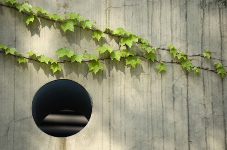 Walls crawling ivyの写真素材