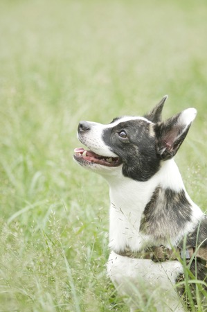 Dogの写真素材