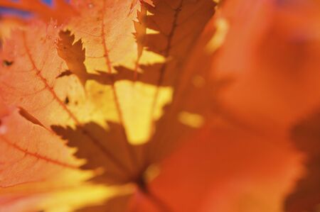 Autumn leaves