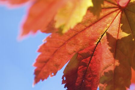 Autumn leavesの写真素材