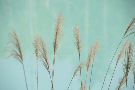 Susukinoの写真素材