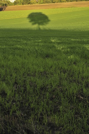 The shadow of the tree falling in the fieldの写真素材
