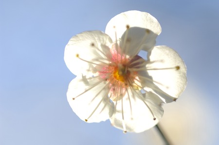 White plumの写真素材