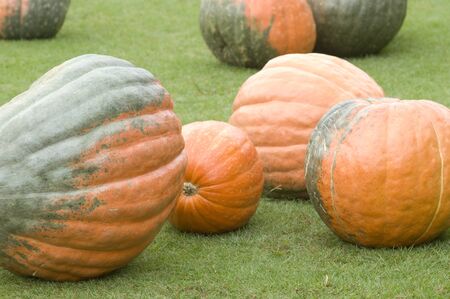 Pumpkinの写真素材