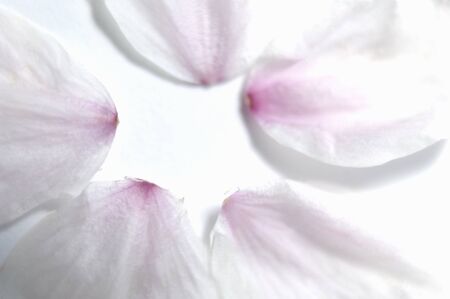 Cherry blossom petalsの写真素材