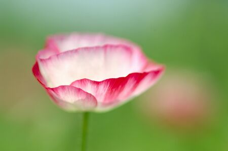 Poppyの写真素材