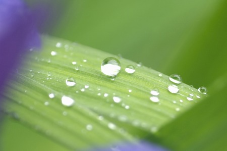 Water dropletsの写真素材