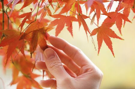 Mapleの写真素材