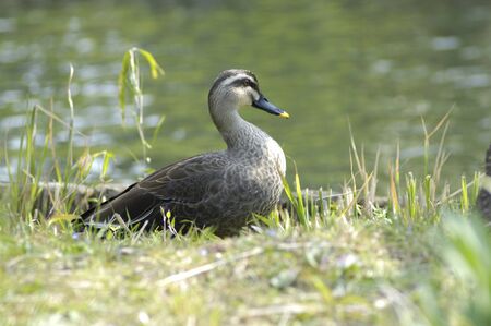 Duckの写真素材