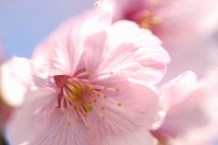 Campanulataの写真素材