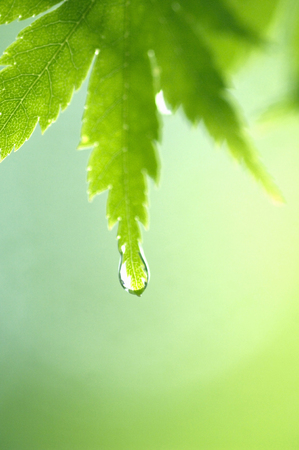 Dropの写真素材