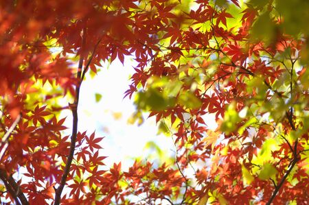 Mapleの写真素材