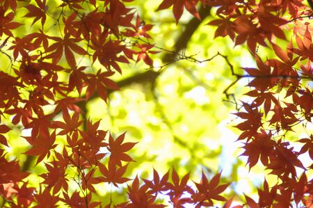 Maple