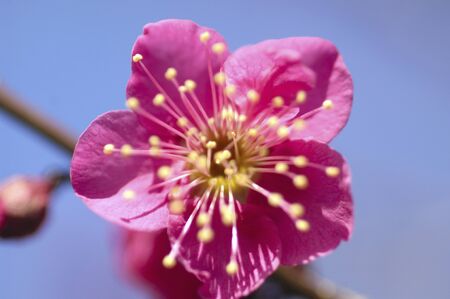 Red Plumの写真素材