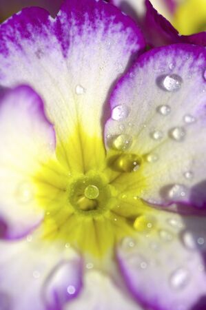 Petals and water dropsの写真素材