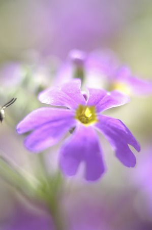 Primrose