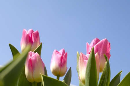 Tulip