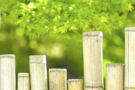 Enclosure of bambooの写真素材