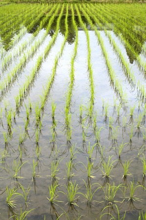 Paddy fieldの写真素材