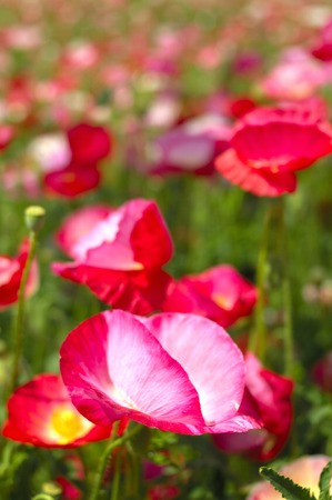 Poppyの写真素材