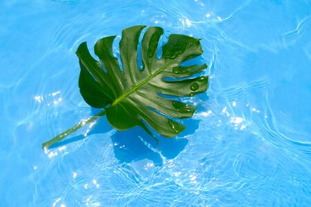 Monsteraの写真素材