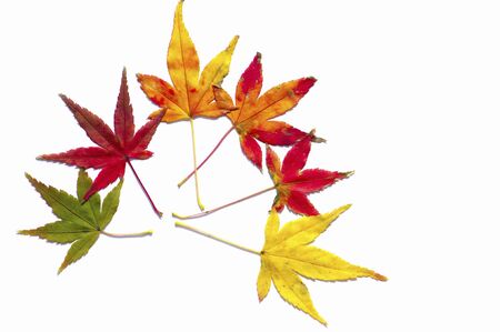 Yellow and red maple leafの写真素材