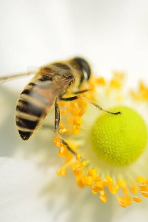 Shuumeigiku and beesの写真素材