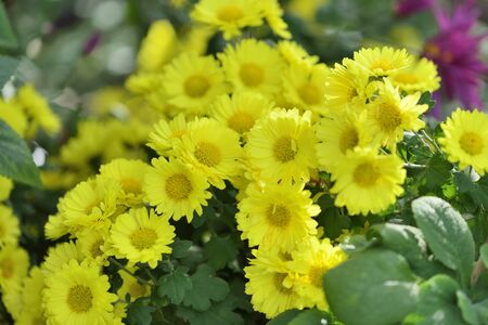 Flower of Chrysanthemum
