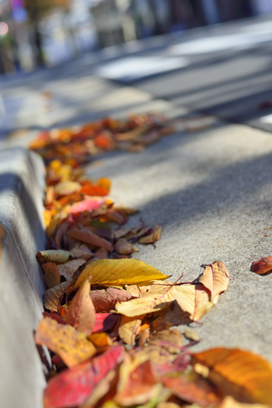 Fallen leaves of the gutterの写真素材