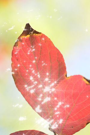 Stewartia foliageの写真素材