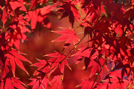 Acer palmatumの写真素材