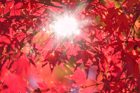 Acer palmatum
