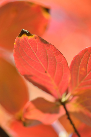 Stewartia foliageの写真素材