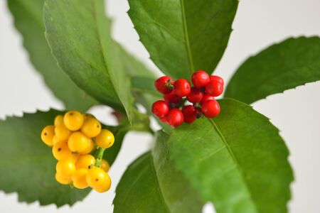 Red and yellow fruitの写真素材