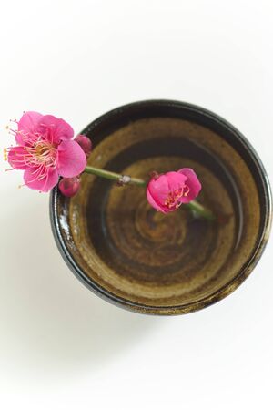 Red Plumの写真素材